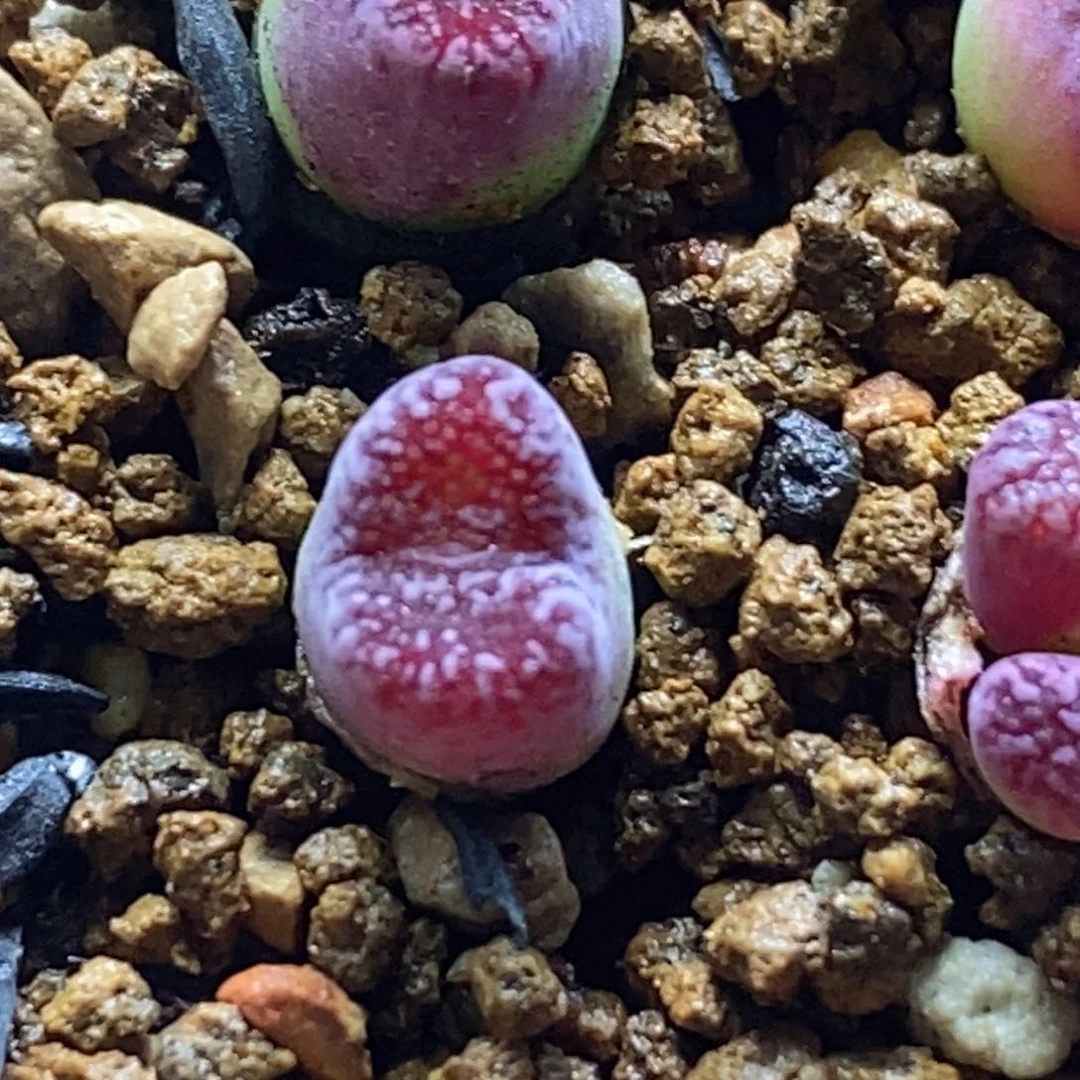 开播福利马克李子