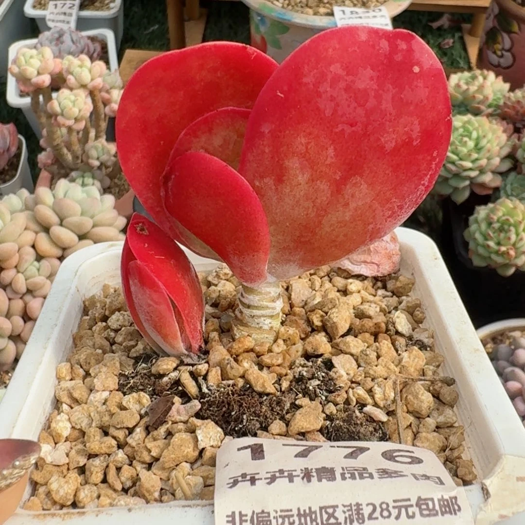 1776一物一拍（满28包邮）