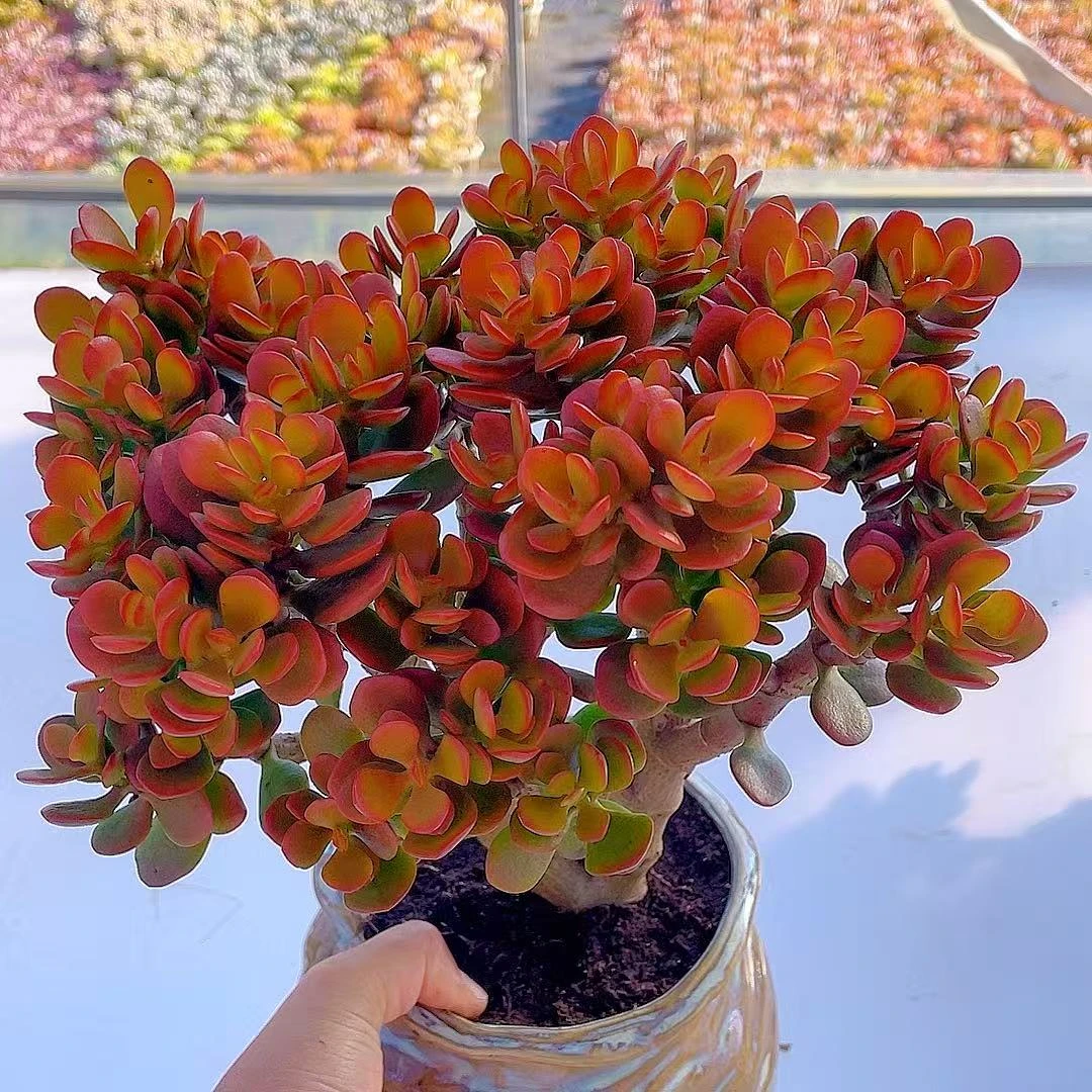 汐缘家老桩摇钱树【脱土发货】多肉植物两单包邮多肉盆栽绿植盆栽