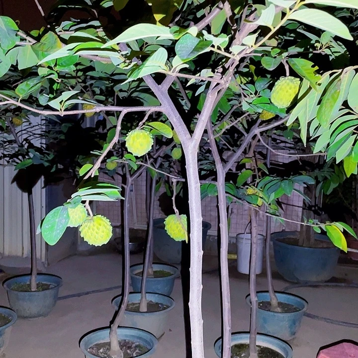 小***姐完全开放果树88888