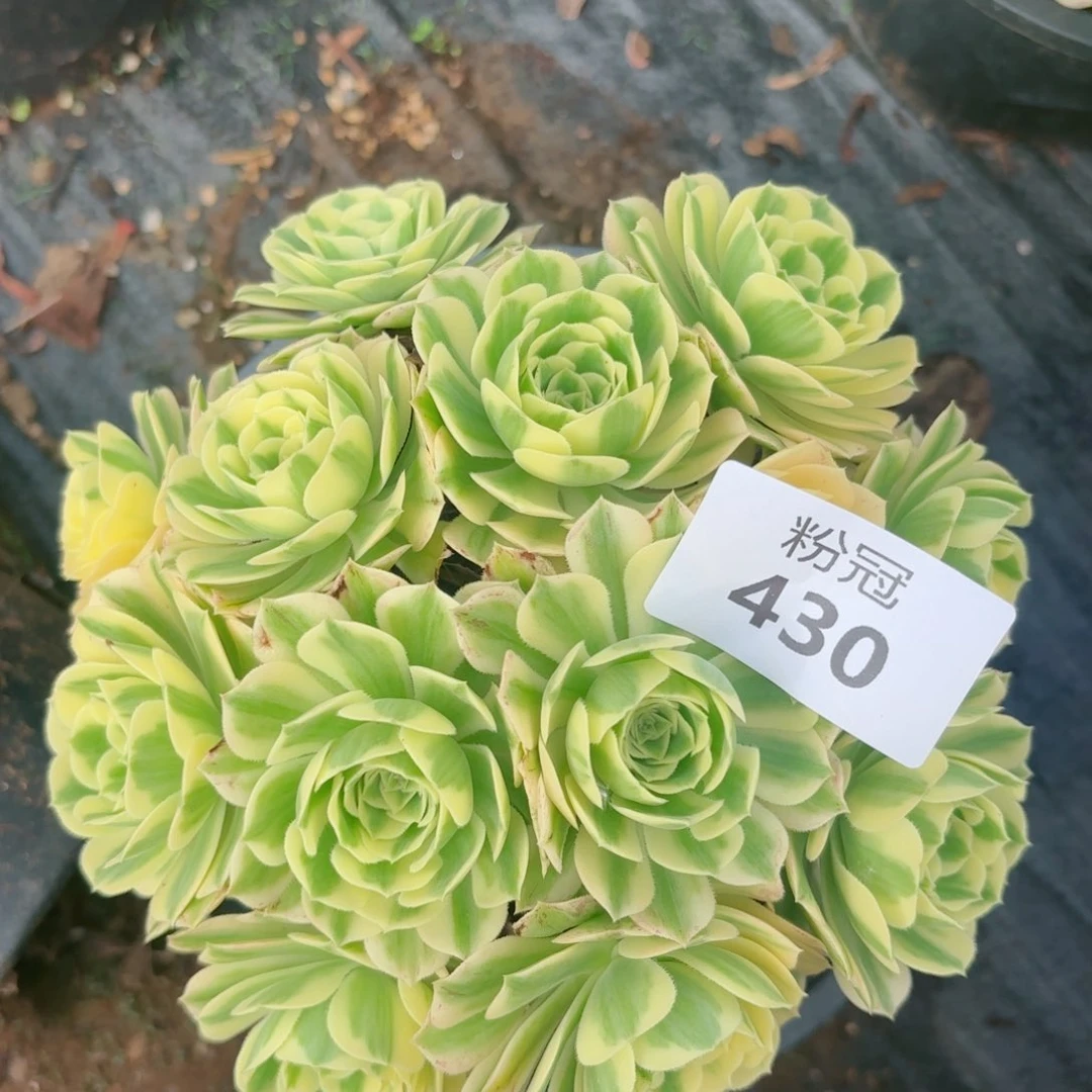 430 多肉植物法师锦
