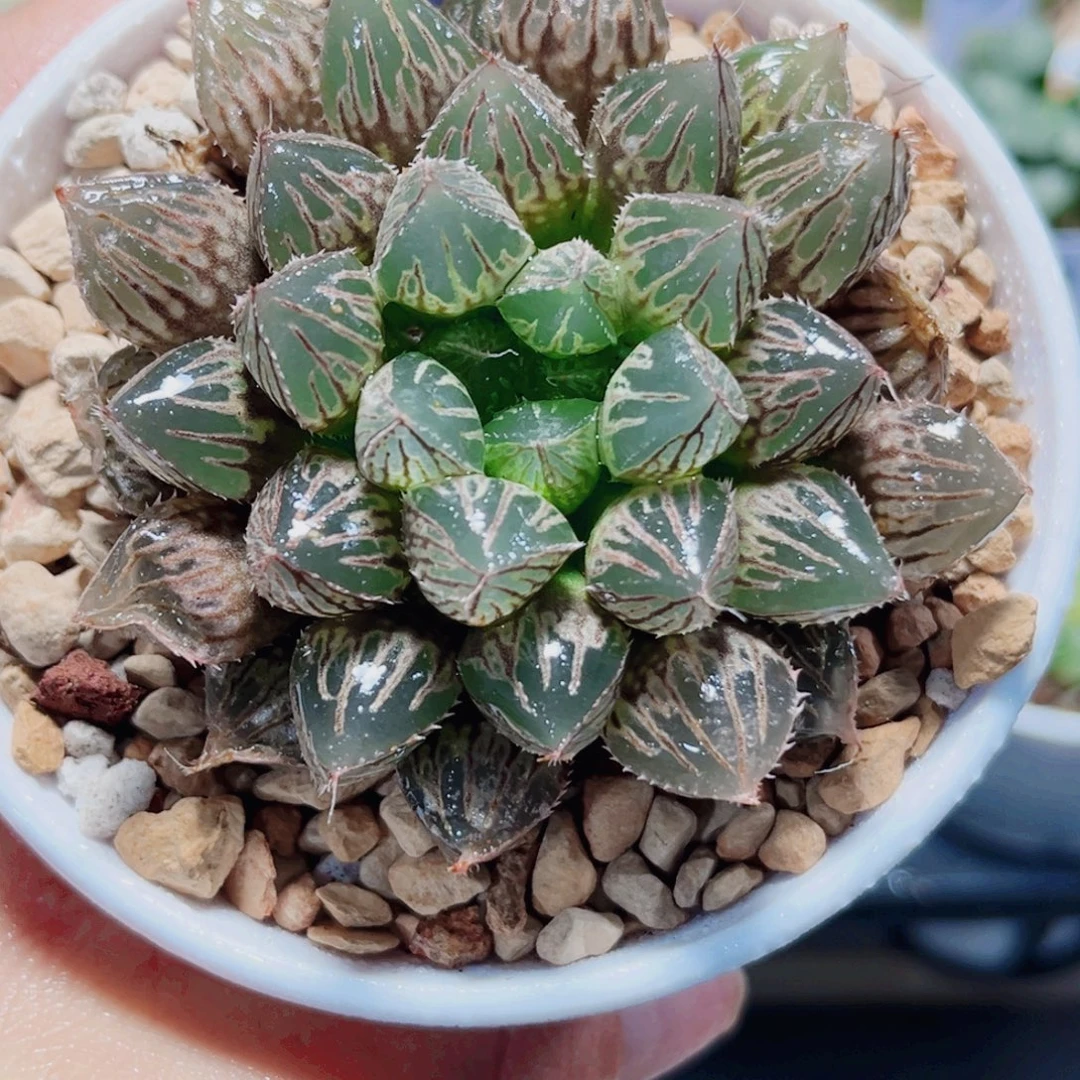 楼兰玉露多肉植物6666