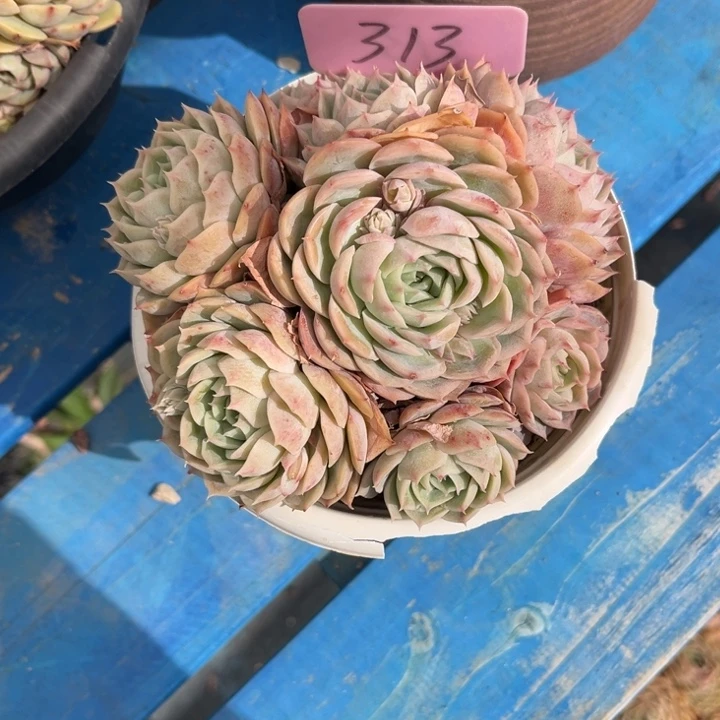 昂斯诺多肉植物313