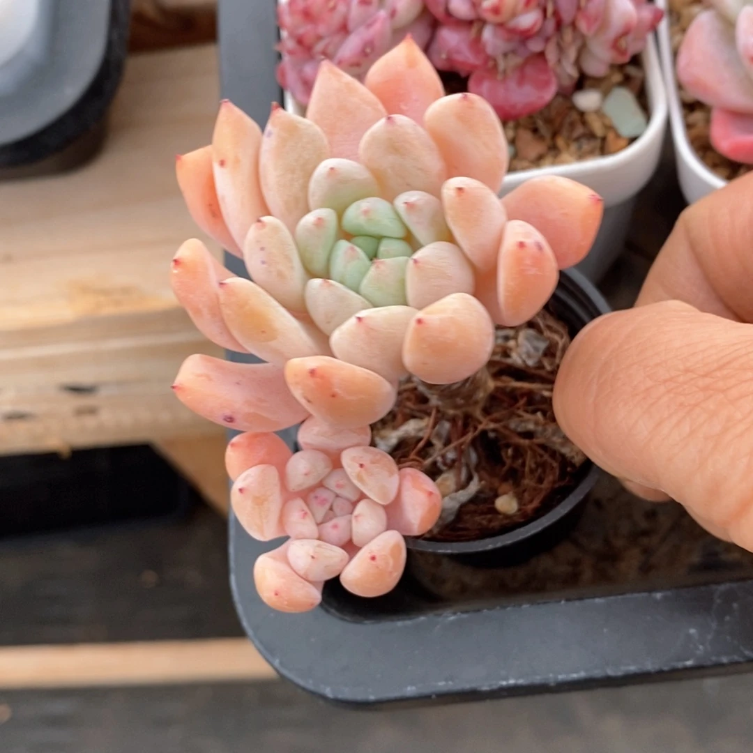 精品多肉一物一拍不包整51