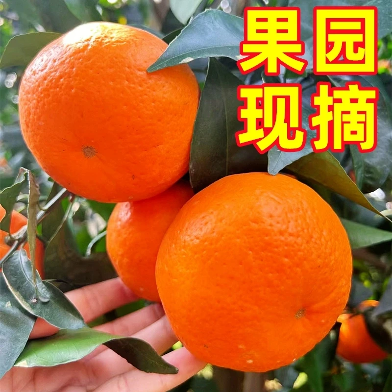 正宗广西武鸣沃柑现摘现发鲜甜多汁包邮
