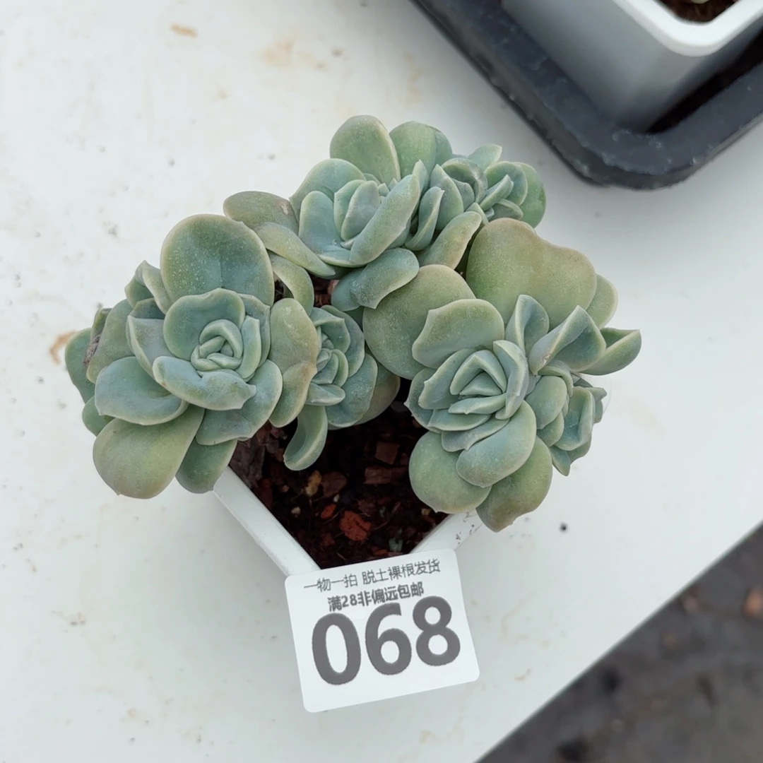 可爱玫瑰缀化无盆土发货