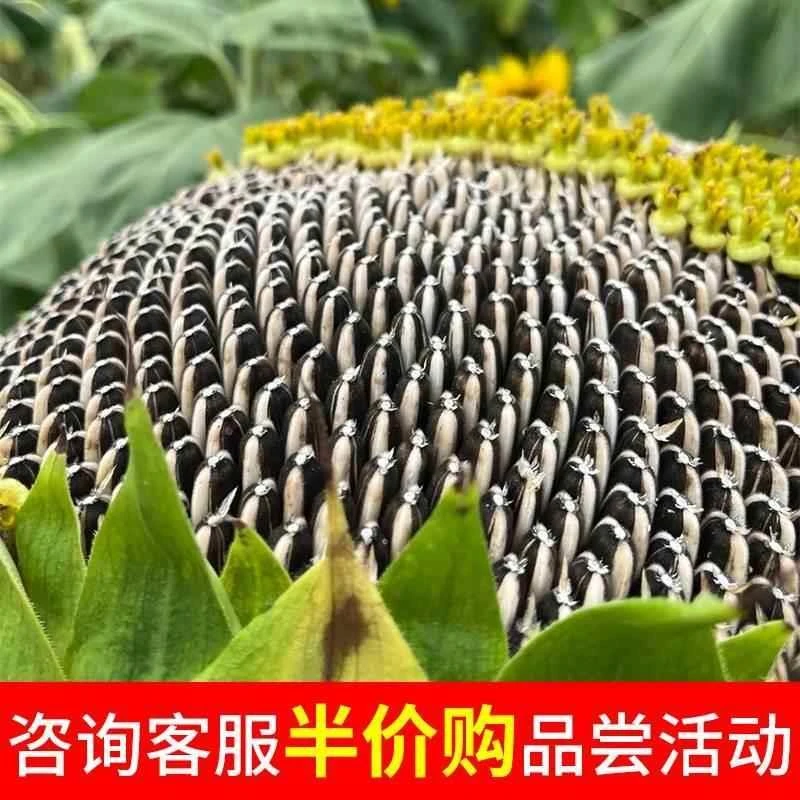 2024现摘新鲜葵花盘带籽新货葵盘带生瓜子向日葵原味湿葵花籽农家