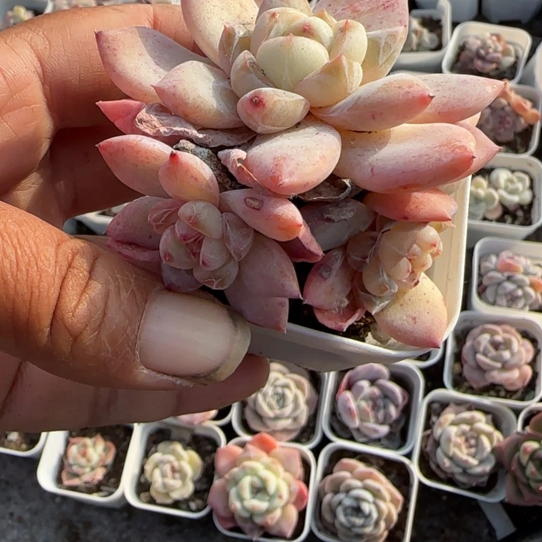 小卡拉米糖心一物一拍