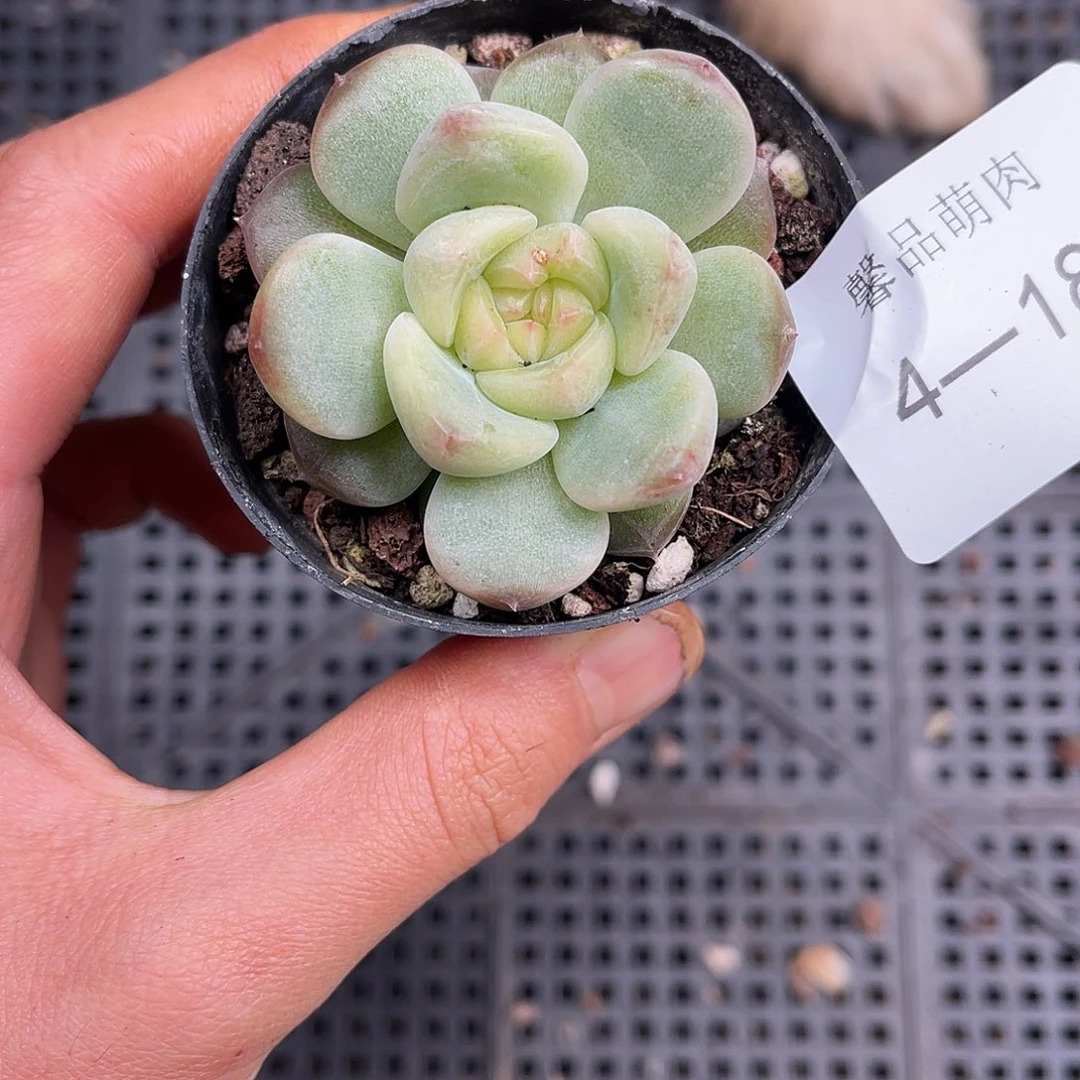 多肉一物一拍4-185