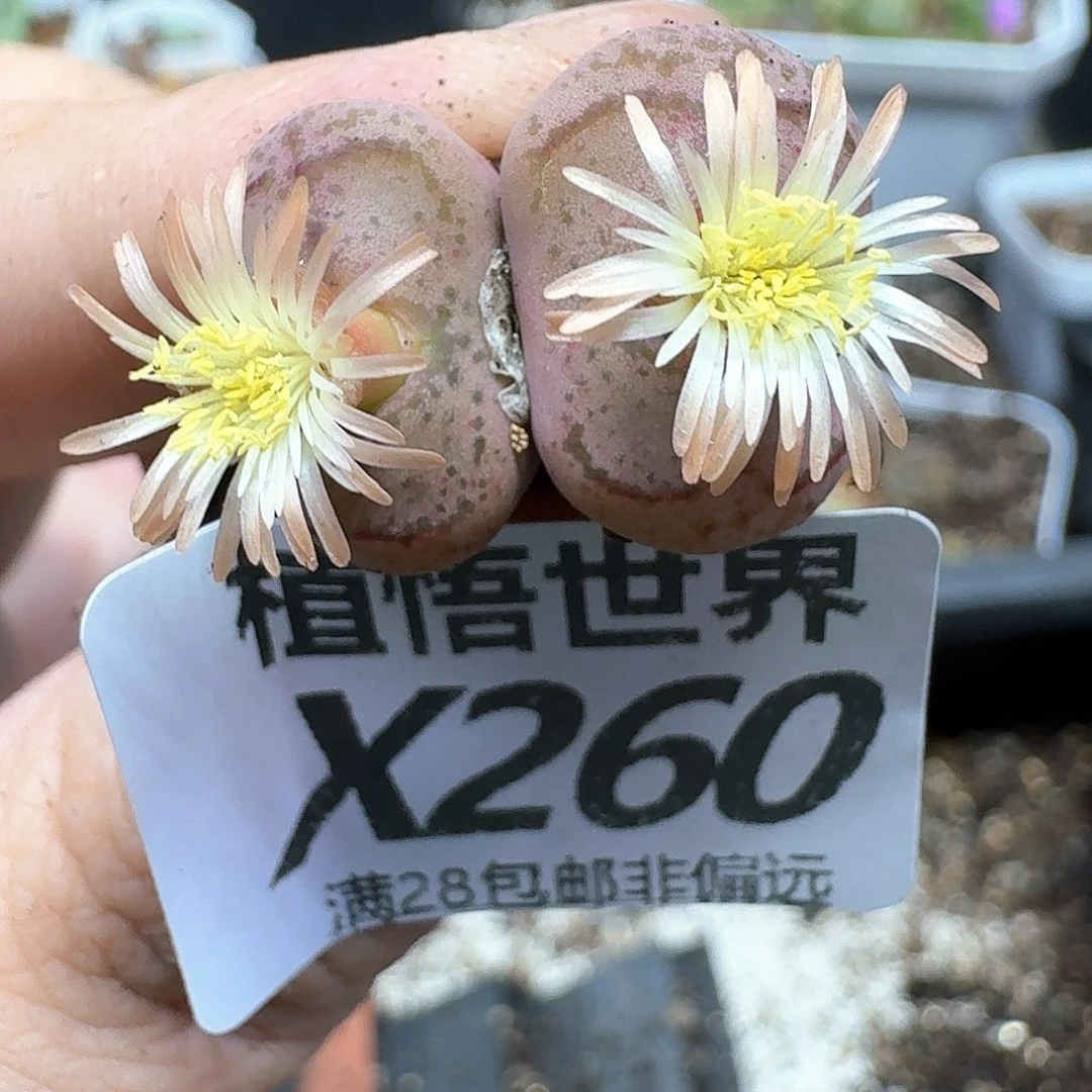 多肉植物的润泽发g