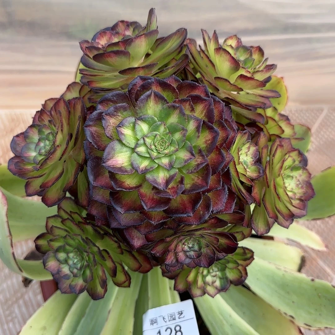 来***居128多肉 海王七彩寄养