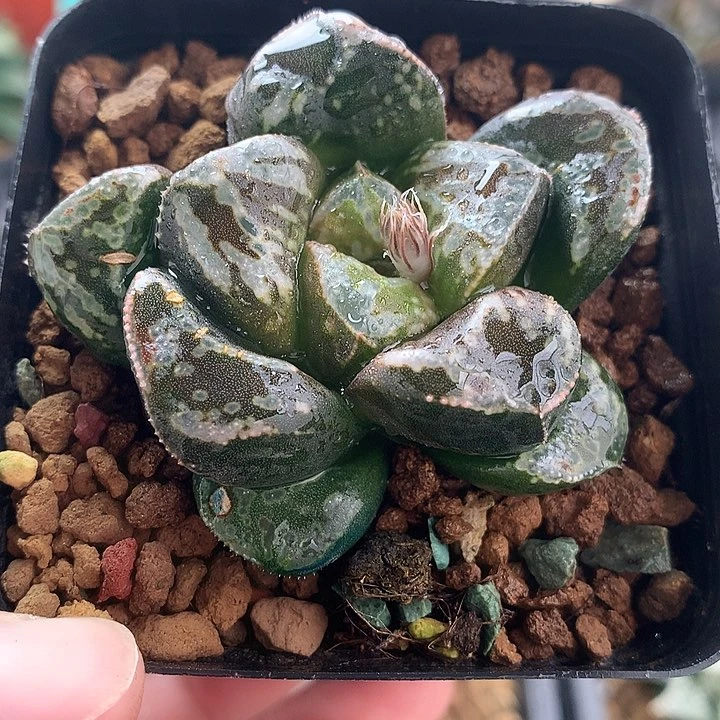 虎克船长一物一拍