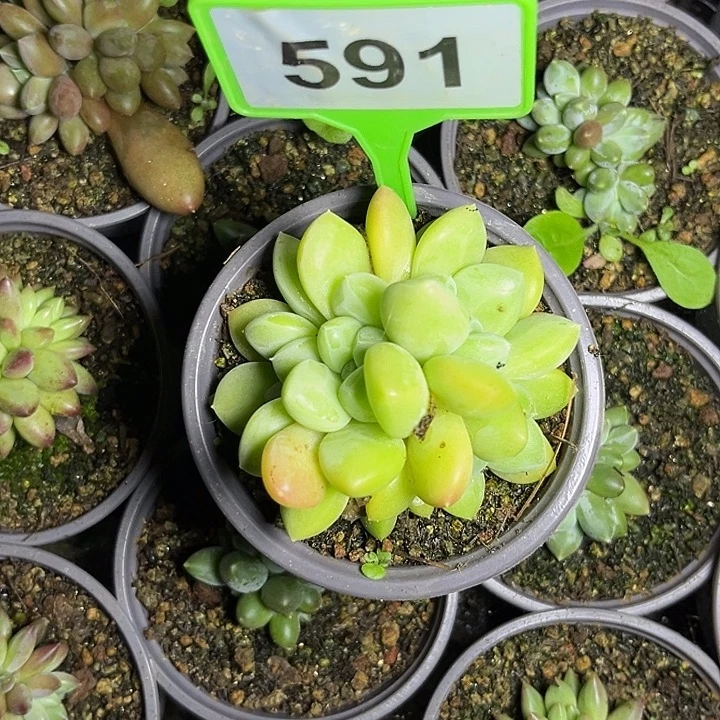 悦***阁多肉植物X系美人591