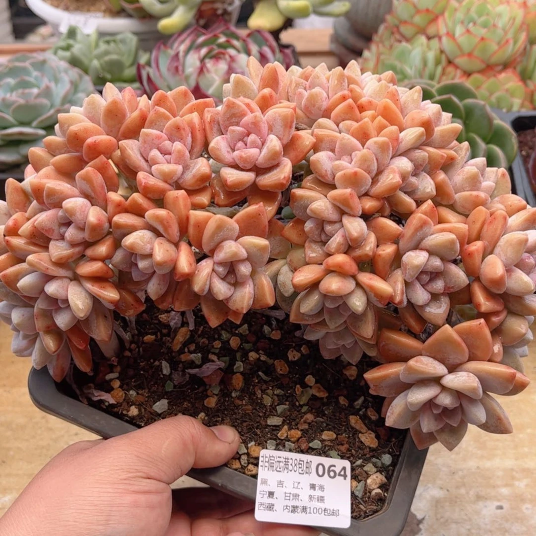 064淡雪缀德华多肉