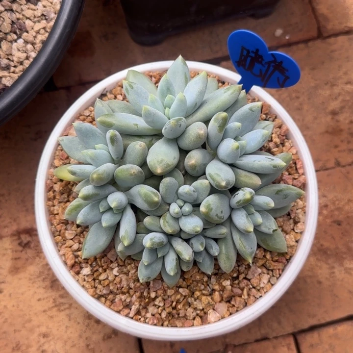 @****哥特群生多肉植物