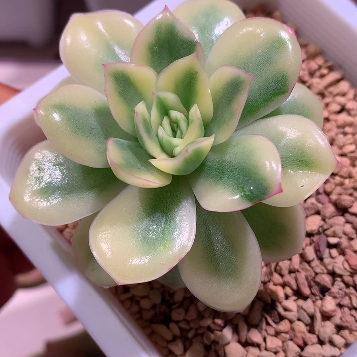 东云杂锦锦腹轮锦