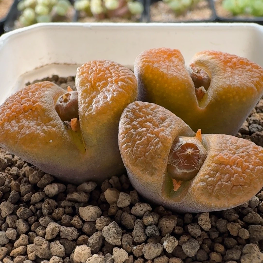 2016年母本超级蛋糕风铃玉3556