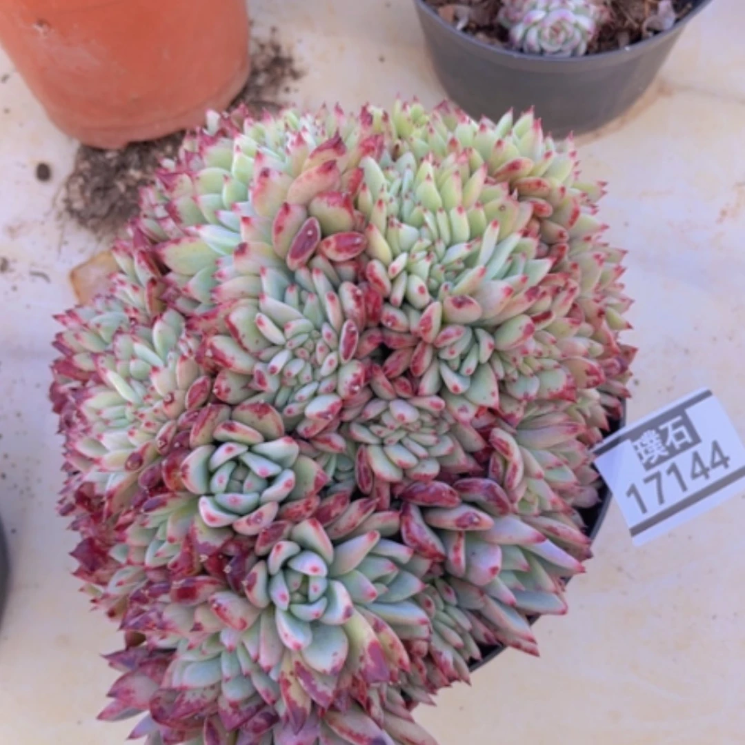 【闪购商品】红拉糖缀17144