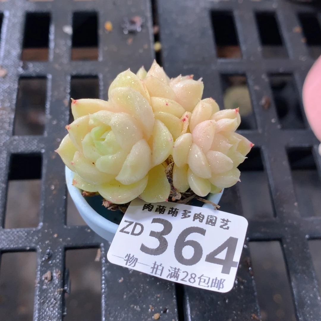 肉萌萌拇指盆精控多肉ZD364