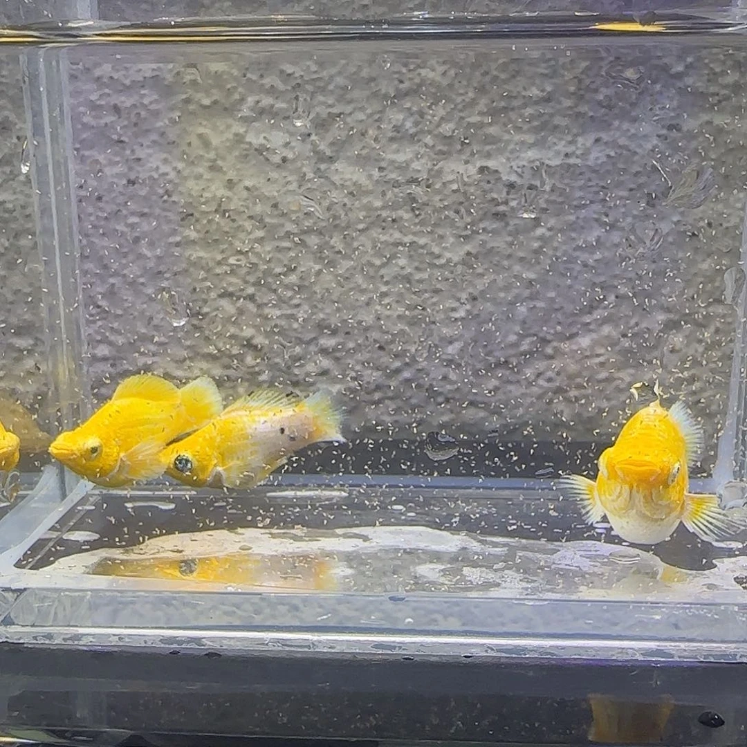 黑玛丽鱼黄金柠檬。68号