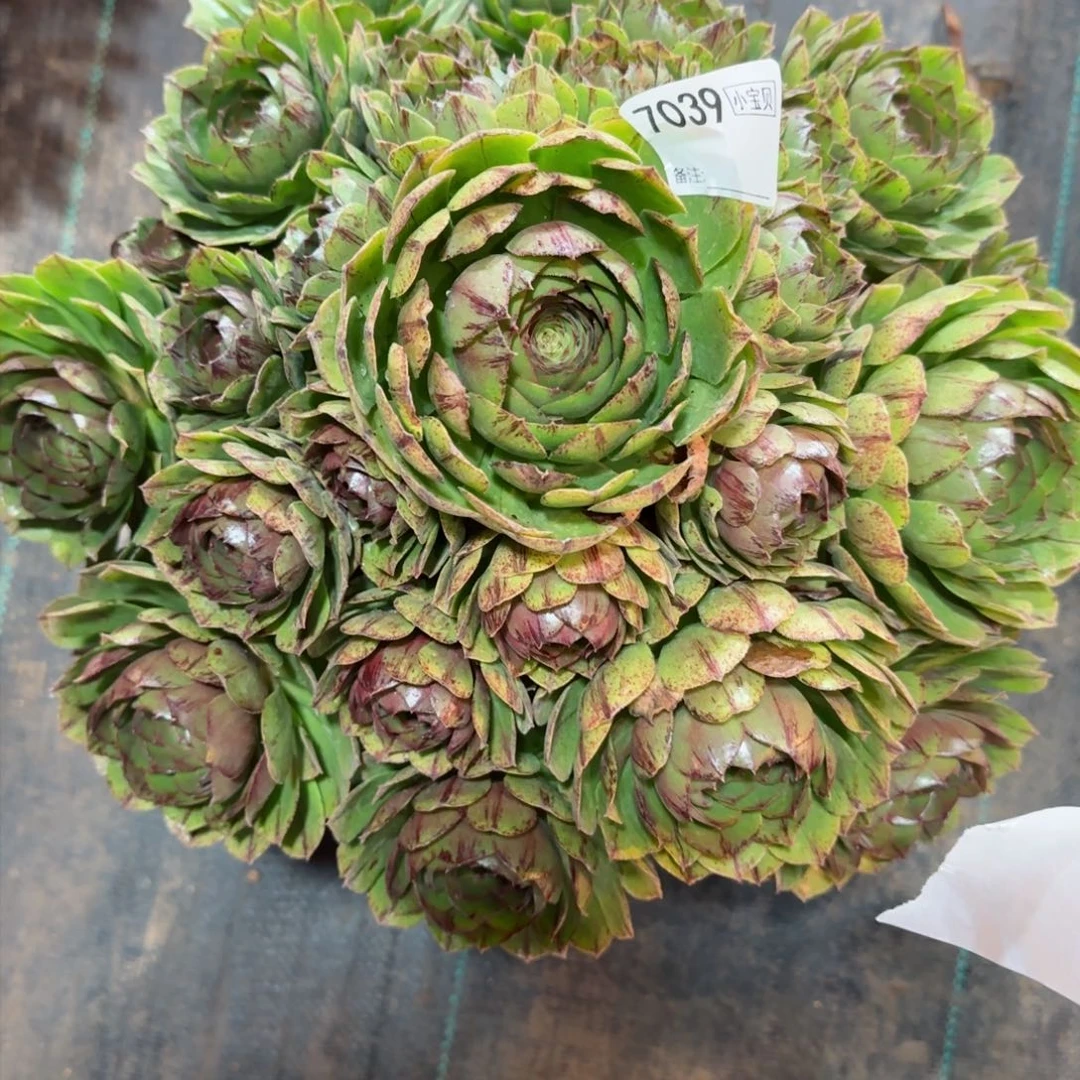 玩*了7039多肉万拉丝多肉