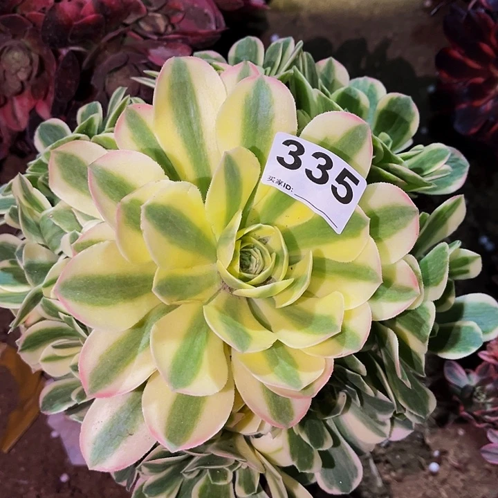 335辛尼亚多肉植物处理不售后