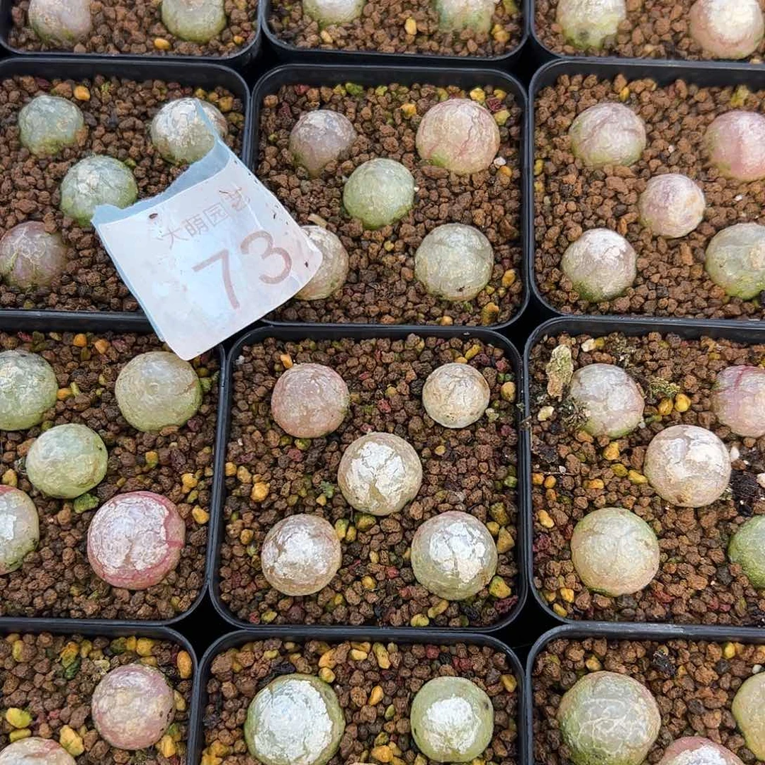 000073量拍灯泡13颗尺寸不低于1.0脱土发