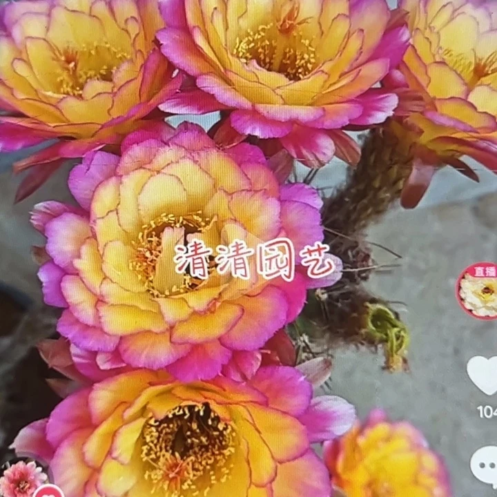 清清苏乞儿侧牙瑕疵有黑点小球