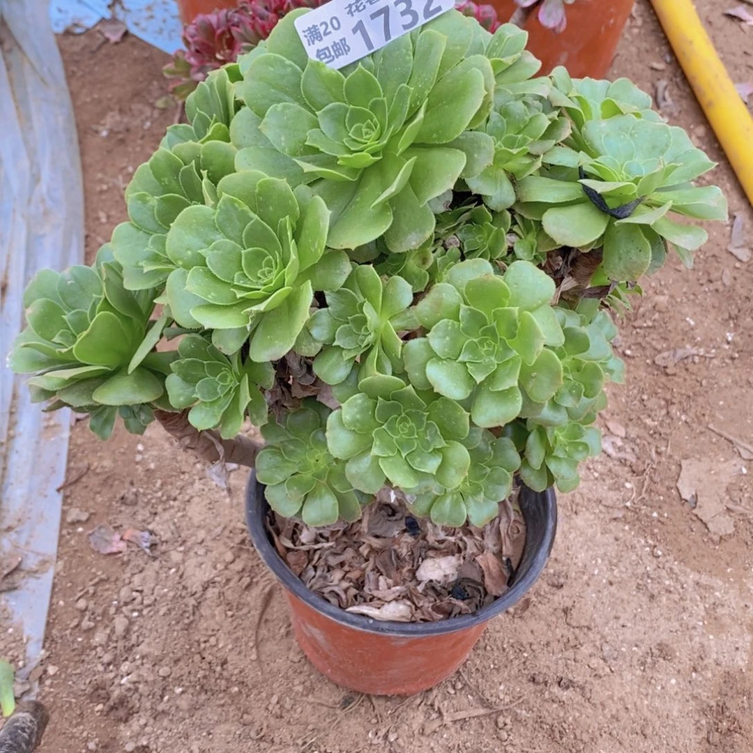 1732 号一物一拍多肉植物瑕疵