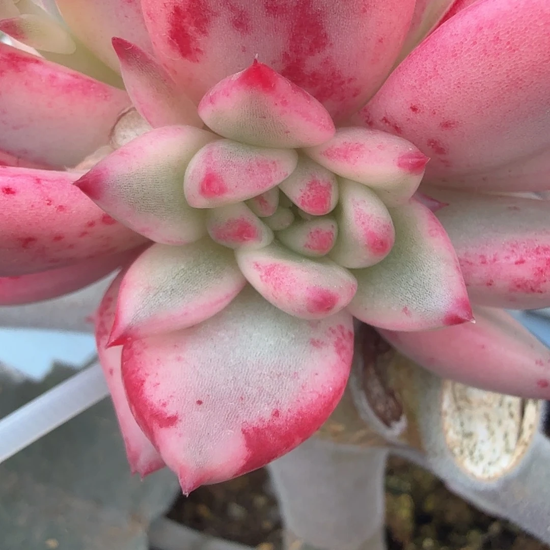 ****葱红颜谜语锦，多肉植物