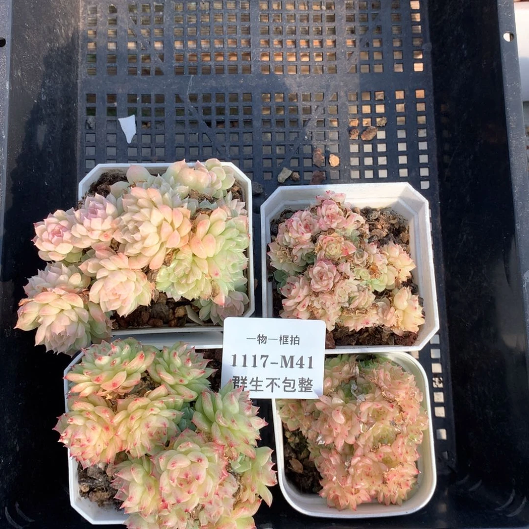 一物一框拍 1117-M41 群生不包整4k