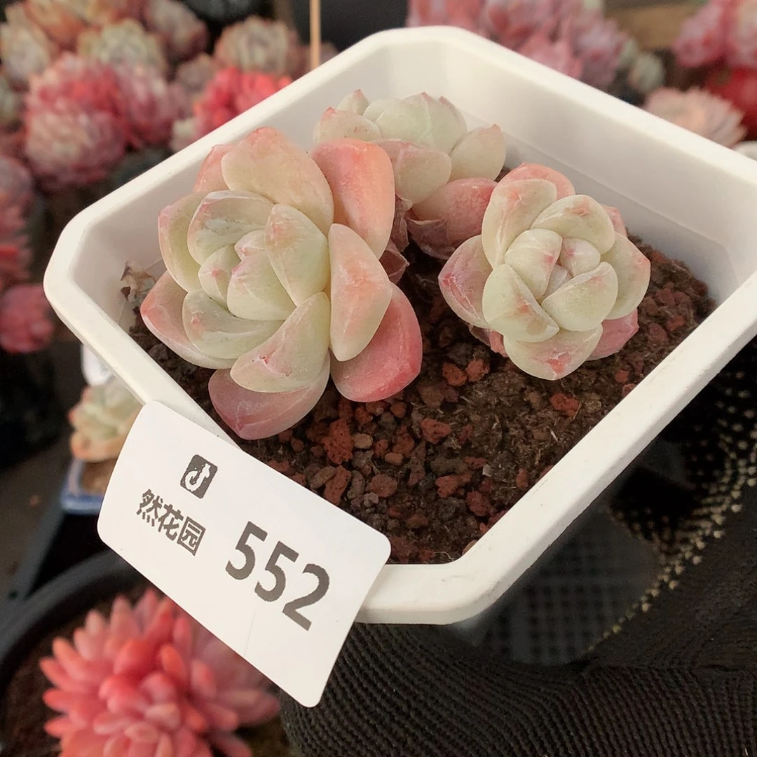 552冰玉多肉植物6666