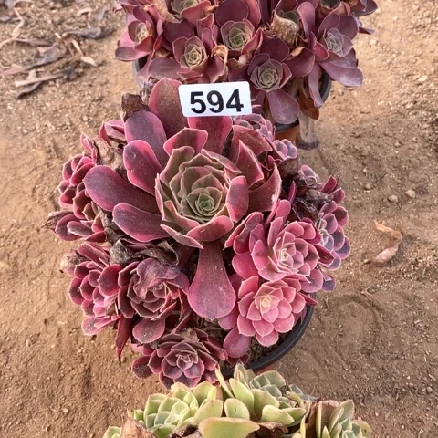 凤冠魅金玫瑰粉花妖
