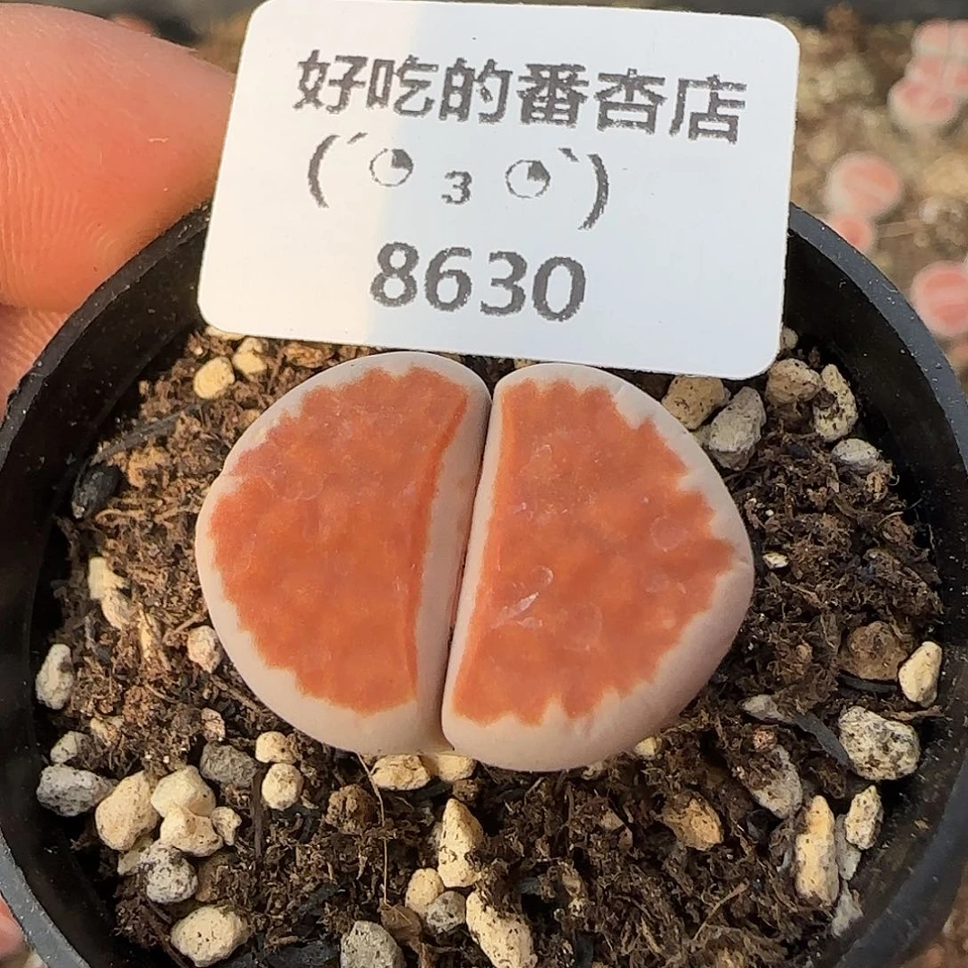 8630。默认脱土。18包邮。偏远88包邮