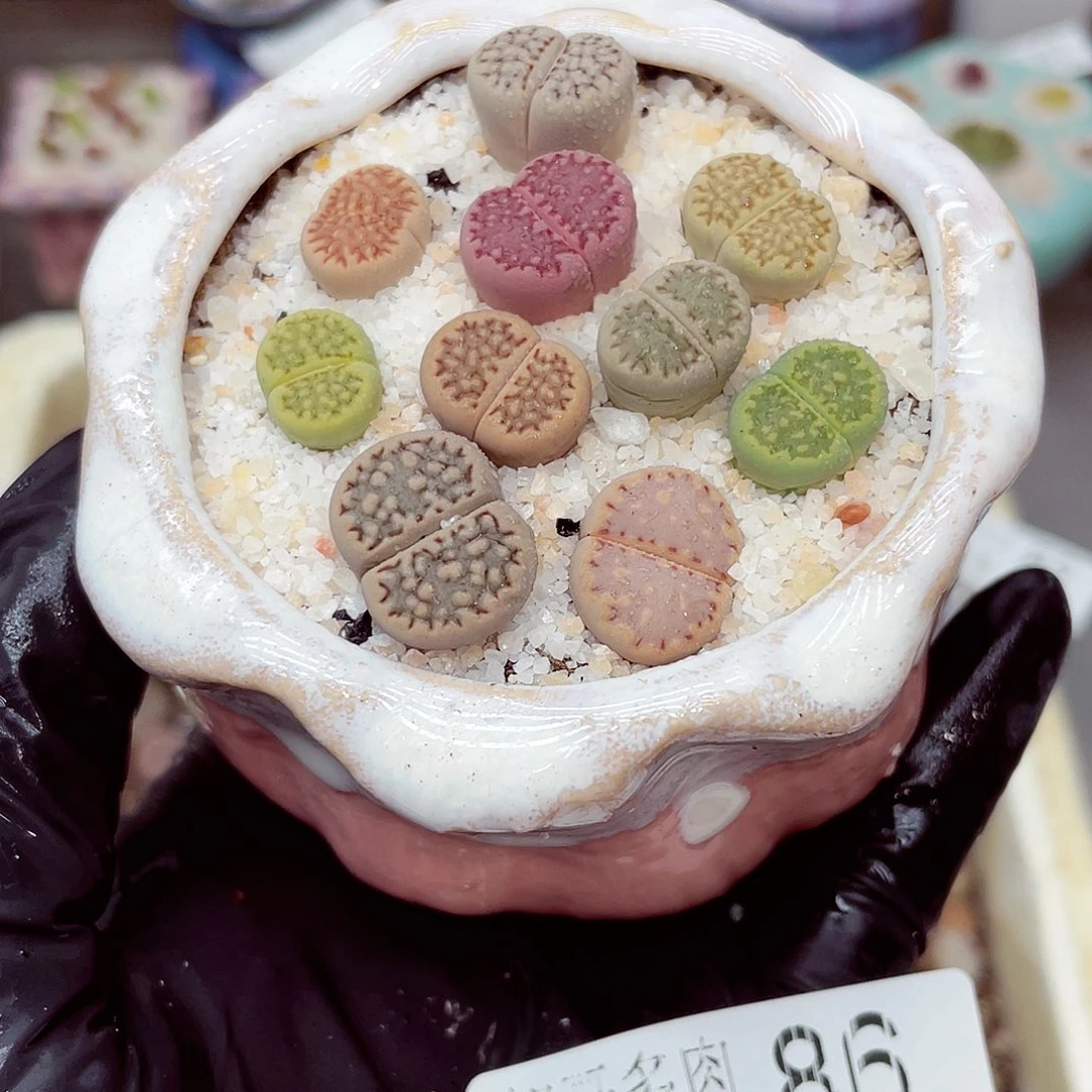 生石花满18包邮0916-86