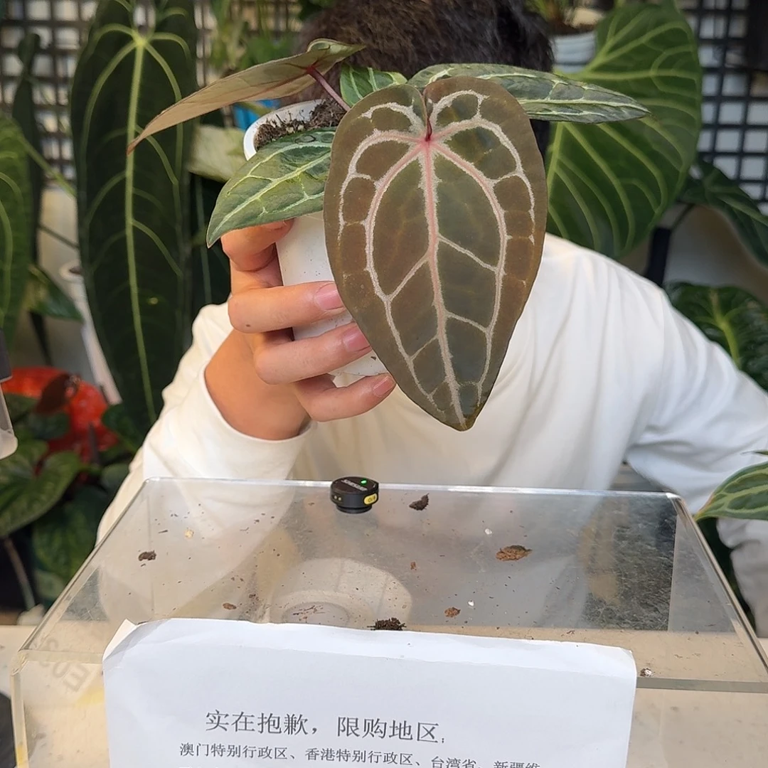 完全开放红水晶E04