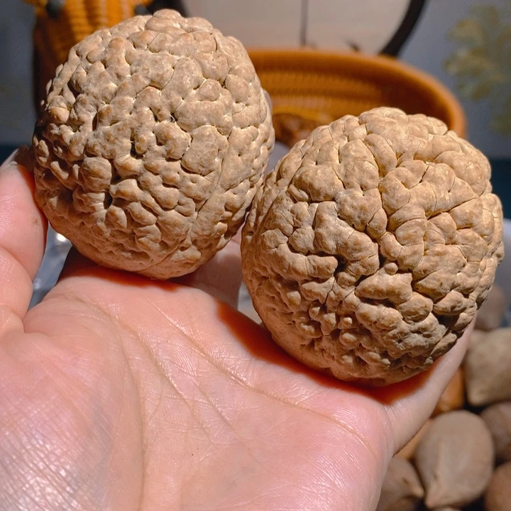 野生三瓣脑纹大金刚5158