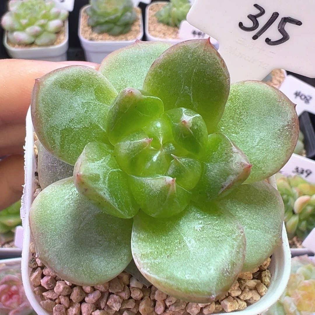 315号绿体珍妮 晗雨多肉