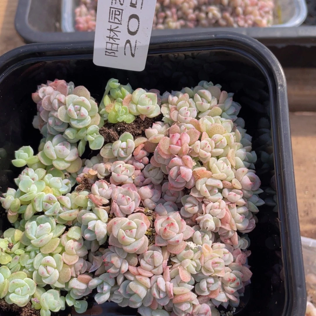 玄*多肉植物多肉植物205