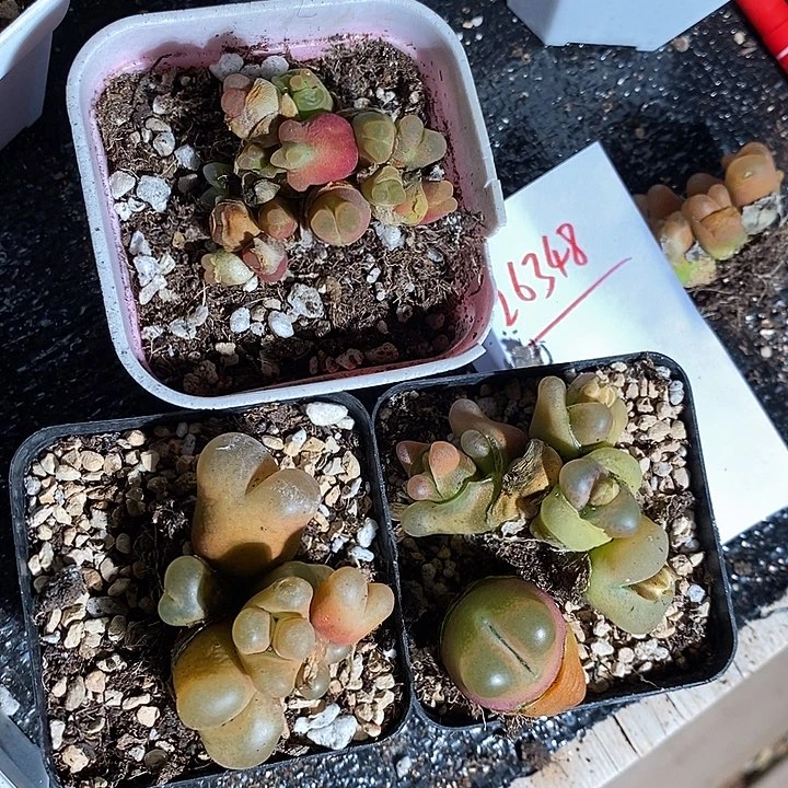 ᥇***ᦔ26348。 一组。