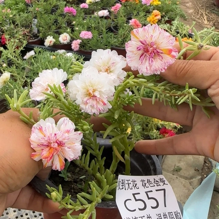 无花朵C557超小苗盆口10cm