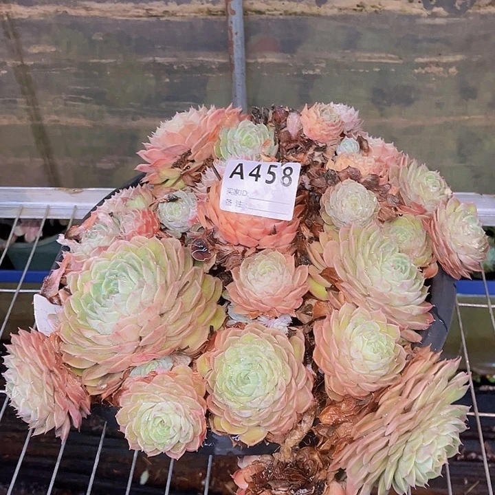 博***）在这个充满生机又458