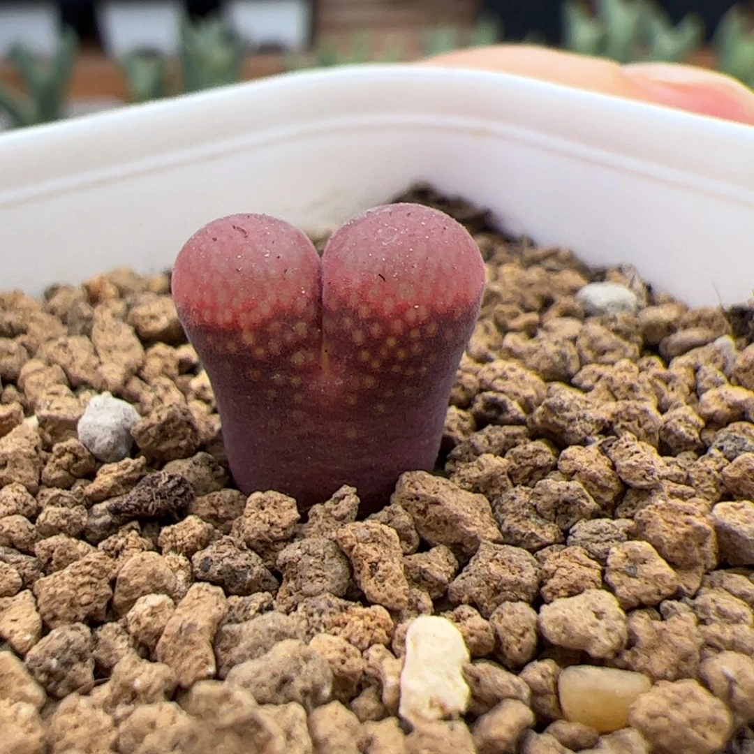 201号红风玲10.26多肉植物