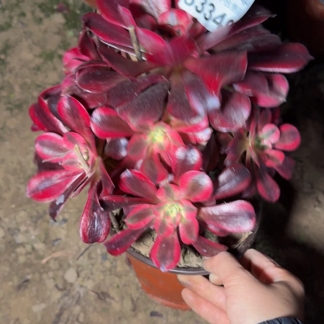 33346美杜莎多肉植物