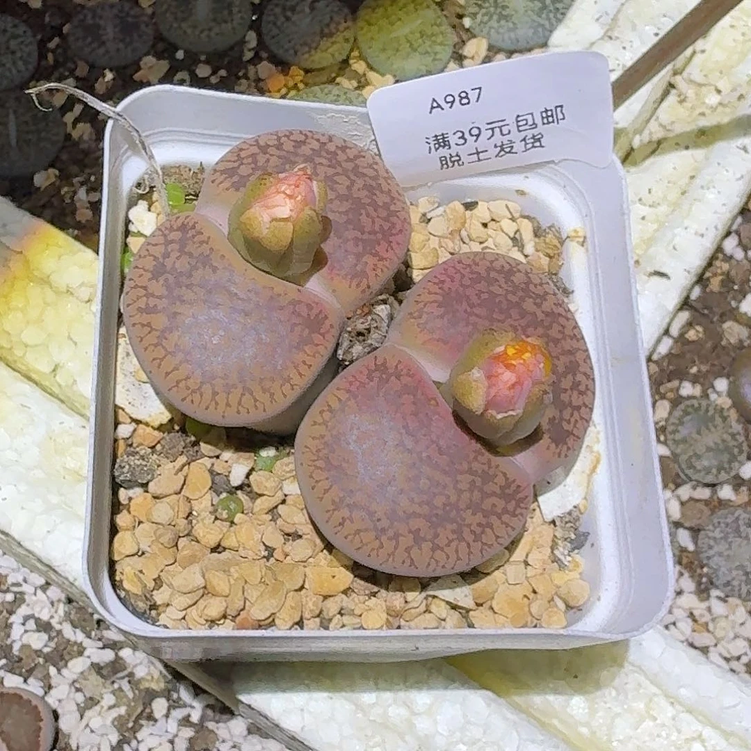 987大热哈哈哈哈哈哈哈