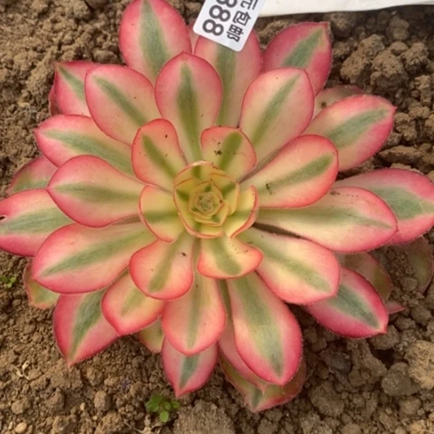 888爱丽丝满25包邮多肉