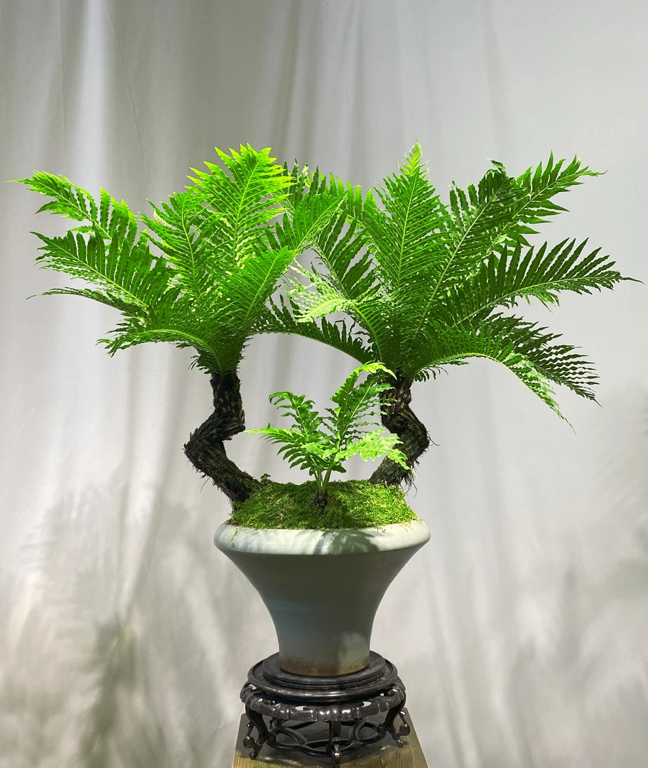 客厅大盆栽植物老桩富贵蕨美化环境净化空气吸附甲醛防辐射清新