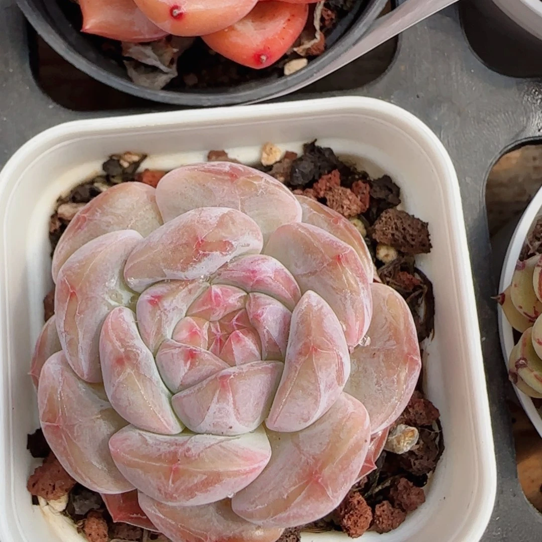 花语逸镜0420-281