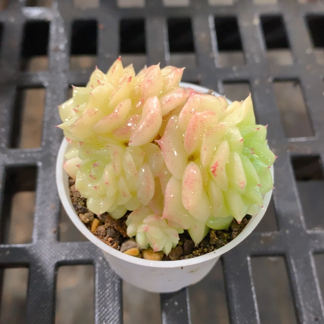 肉萌萌精控多肉 5cm盆量拍 白天鹅群