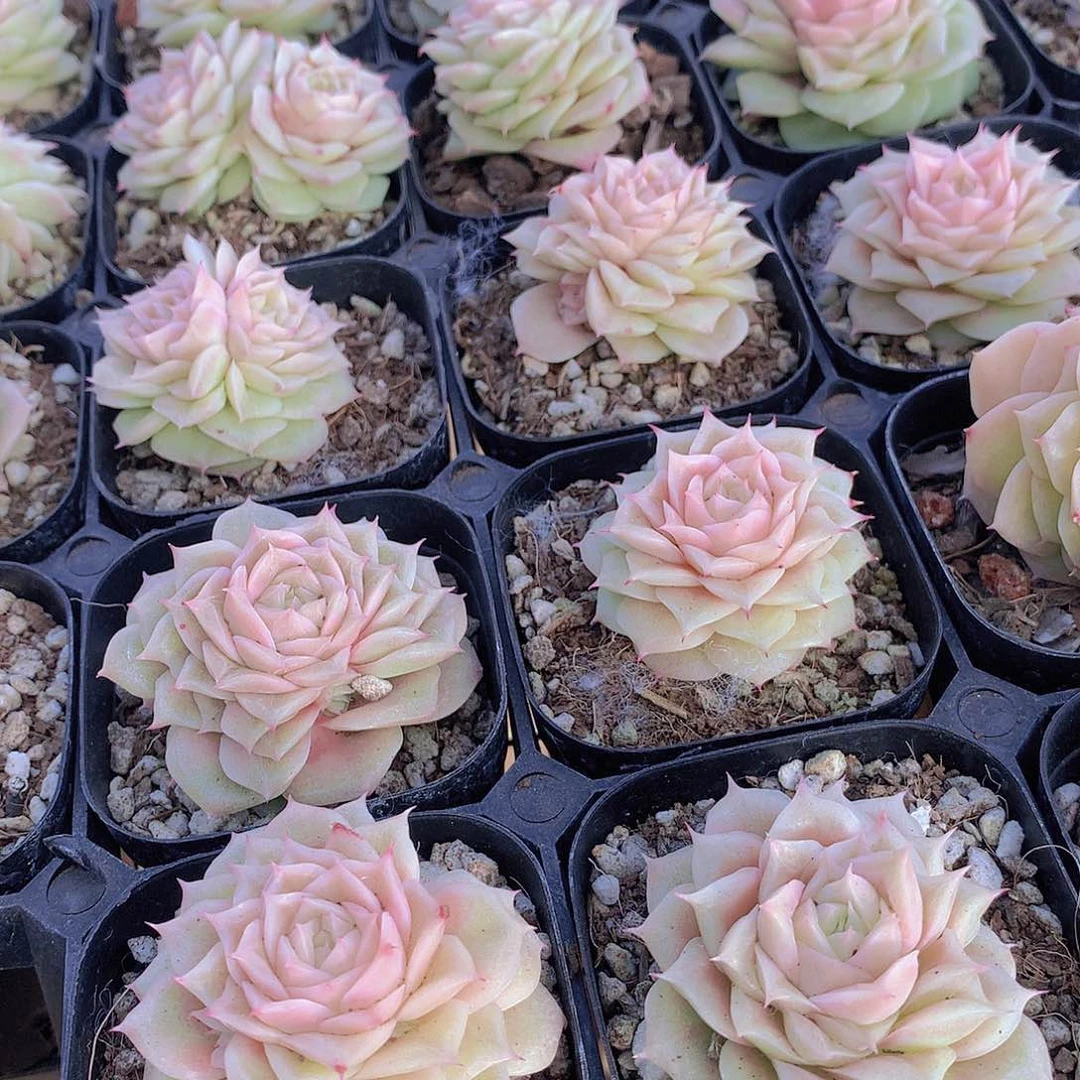 月影虾饺2457789900000